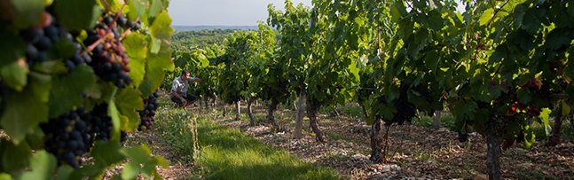 vignes du domaine souleillan